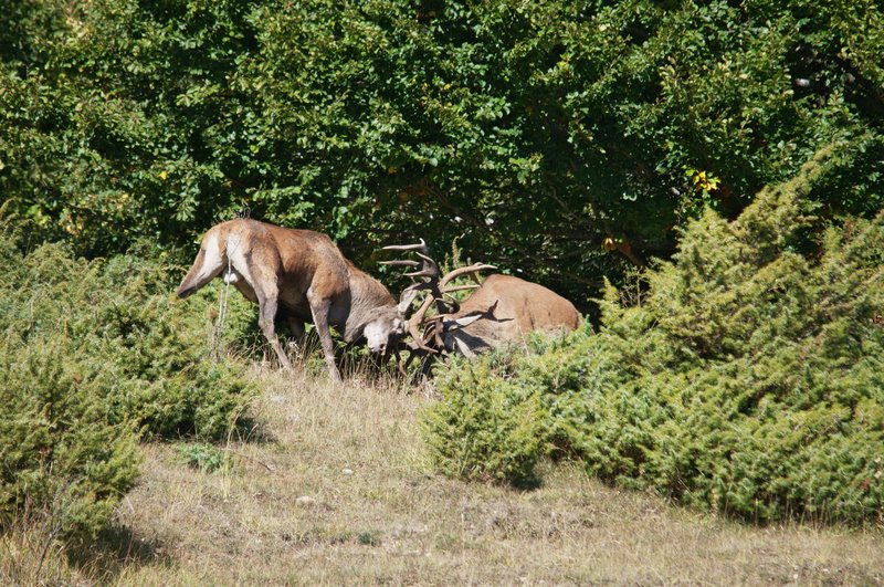 Un''arena molto contesa